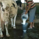 Mukti Mission eco-friendly dairy
