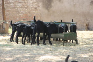Pandita Ramabai Mukti Mission eco-friendly goat farming